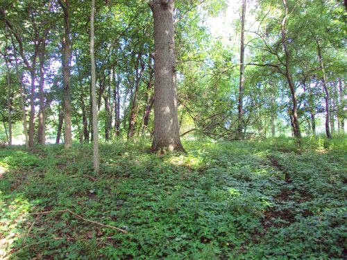 Property photo 3 - 72 Acres offered in 6 Tracts